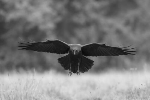 raven-flying-bw