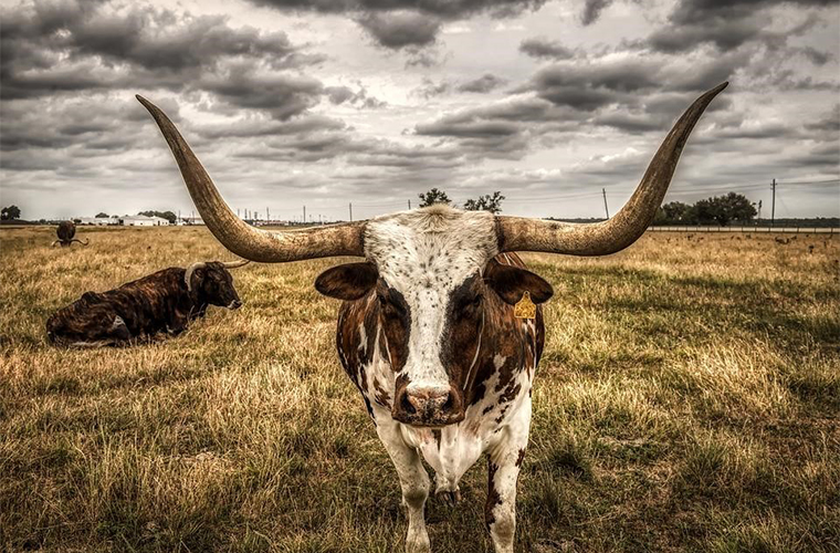 a cow with huge handle bar horns stands up close with its eyes almost shut. another cow sits on the grass nearby.