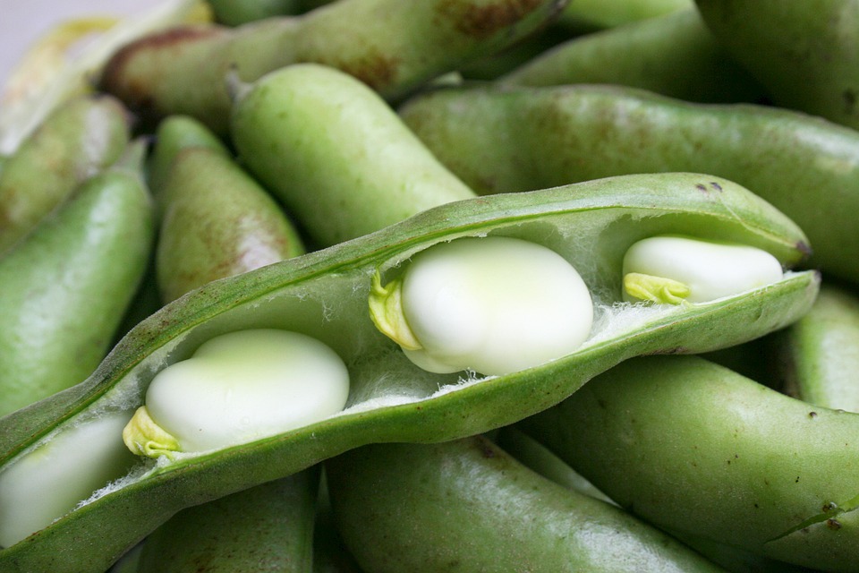 an open beans pod with 3 exposed peas sitting amongst a bunch of bean pods