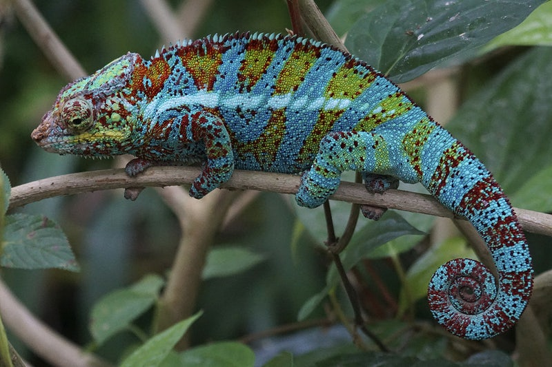 Photograph of a chameleon.