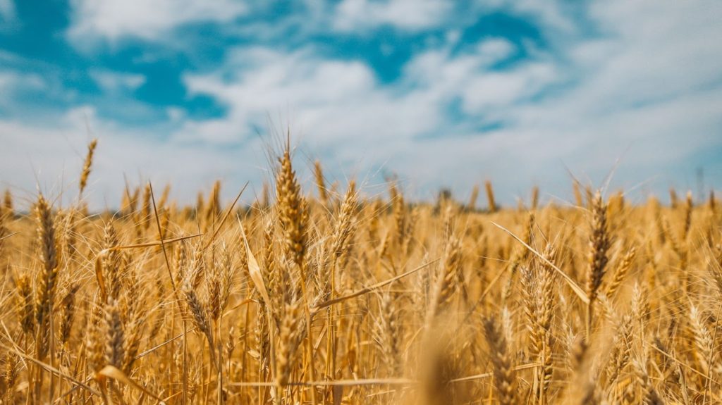 Image of wheat fields in Zelenyi Hai, Ukraine.