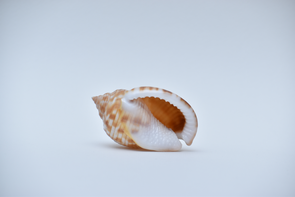 Image of a shell